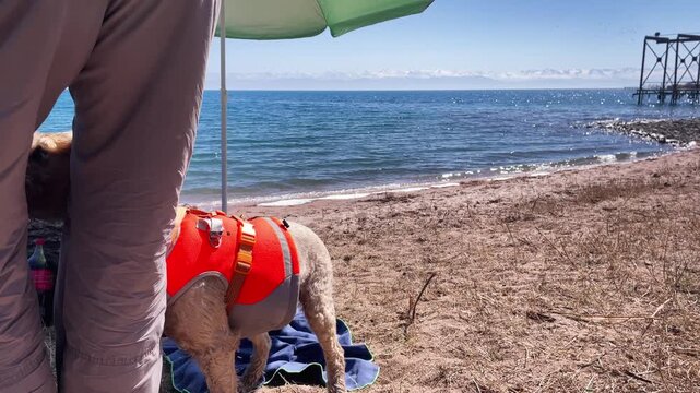 Man petting a dog in an orange harness on a sunny beach