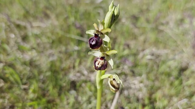 Close-up of Ophrys wildflower mimicking an insect, high frame rate macro video.