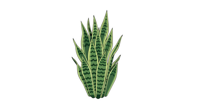 Illustration of a Snake Plant Sansevieria Isolated on White Background