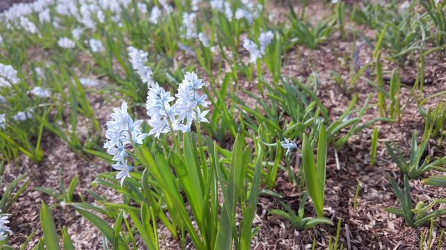 Delicate white striped scilla flowers bloom among green leaves in a spring garden. Small bell-shaped blossoms create a fresh seasonal pattern on the ground.
