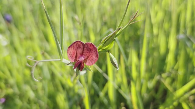Close-up of yellow Meadow Vetchling (Lathyrus pratensis) in a summer field, 4K UHD 60fps.