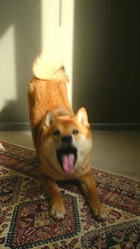 Energetic red shiba inu dog barking and stretching playfully on a beautiful persian rug at home, illuminated by warm morning sunlight and casting long shadows against the wall. Vertical shot.