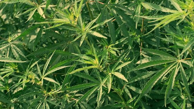 Close up of cannabis leaves plant growing outdoors, green marijuana foliage in natural light