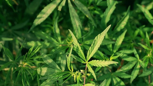 Close up of cannabis leaves plant growing outdoors, green marijuana foliage in natural light