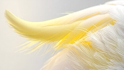 Close-up view of a yellow and white feathered wing showcasing detailed textures.