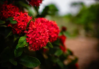 Fototapeten Pflanzen Red Ixora Flower Cluster with Soft Bokeh Background in Tropical Garden  © onThanh