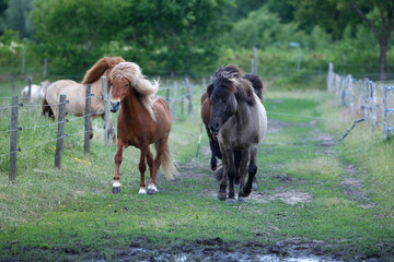 Islandpferde auf einer Farm in Norddeutschland © klaus