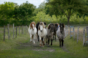 Islandpferde auf einer Farm in Norddeutschland © klaus