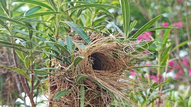 Oriole bird nest on tree.