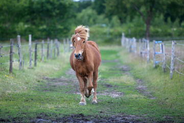 Islandpferde auf einer Farm in Norddeutschland © klaus