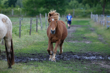 Islandpferde auf einer Farm in Norddeutschland © klaus