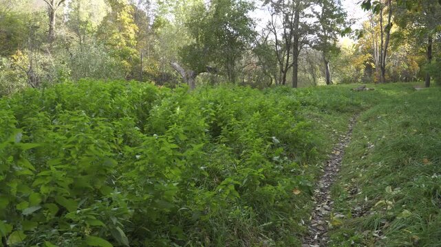A dense clump of green stinging nettles thrives along a narrow path in an autumn forest meadow, with rich undergrowth and warm seasonal foliage captured in a smooth panoramic view. 