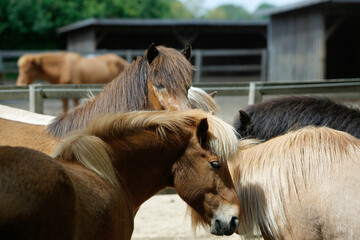 Islandpferde auf einer Farm in Norddeutschland © klaus