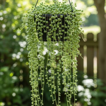 hanging willow tree moss curtain in lush green garden