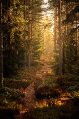 Fototapeta premium Forst path with sun shining through the trees