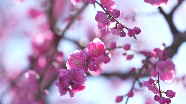 [8K to 4K] 桃色ピンクの梅の花が枝いっぱいに咲き春の訪れを告げる美しい季節の情景