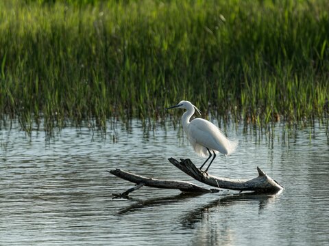  Great egret perched on a log in the water.