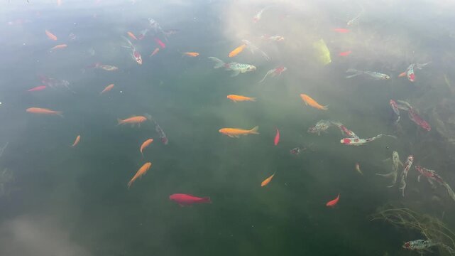 Colorful koi fish swimming in green pond water at park, top view nature concept
