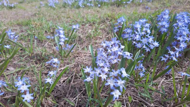 Delicate blue scilla flowers bloom among dry grass and green leaves in early spring. Small star shaped blossoms create a natural floral pattern in the garden.