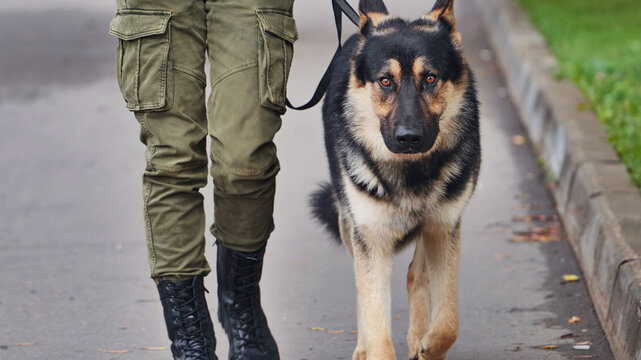 German shepherd dog walking by handler in cargo pants and boots on duty patrol