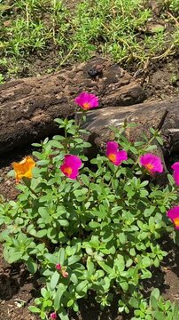 The moss rose, or Portulaca grandiflora, blooms in red and yellow at home in the morning. The bright Portulaca grandiflora blooms in the garden at 9 a.m.  