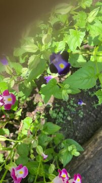 The beautiful torenia flowers, also known as wishbone flowers, are blooming and swaying in the breeze in the garden. Purple and pink torenia flowers are blooming in the garden. 