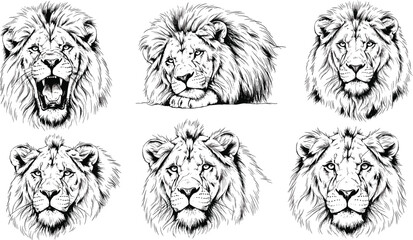 Lion Head Sketch Collection in Black and White for Wildlife, Animal, and Majestic King of the Jungle Illustration Design © Mominul