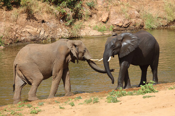 Fototapeta premium Afrikanischer Elefant / African elephant / Loxodonta africana