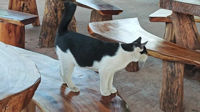 Playful cat lying on the floor.