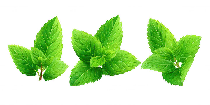 Vibranti rametti di menta fresca con foglie verdi e lucide, isolati su sfondo bianco, ideali per cocktail, cucina e benessere.