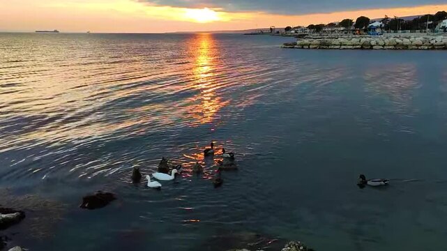 Peaceful Scene of Wild Ducks Swimming in the Calm Waters of the Marmara Sea During a Vibrant Golden Sunset. Scenic Coastal View of Sarkoy Beach with Sun Reflecting on Rippling Waves.
