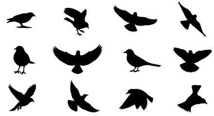 Fototapeta premium A collection of various birds in different flying positions