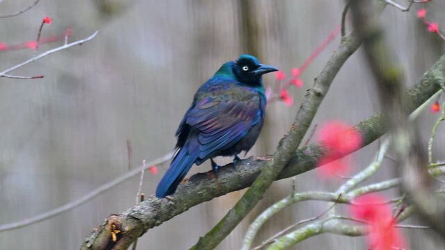 The common grackle is a very iridescent bird when the light hits it at the right angle.  Spring brings out the blossoms on our maple tree and the arrival of migrating birds, here in Windsor, NY