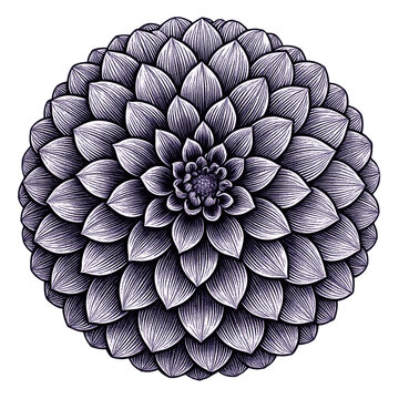 Bl&uuml;te