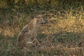Fototapeta premium Golden jackal portrait in the bush at sunrise resting, golden hour light 