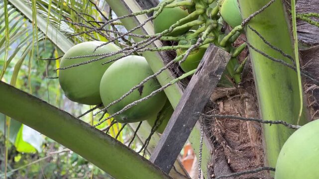 Several green coconuts grow in clusters high on a palm among long arching leaves with a rough trunk visible in a dense tropical plantation environment. Coconut plantation.