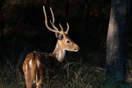Portrait of a male chital in the shadow, also called spotted deer and axis deer, is a deer species native to the Indian subcontinent