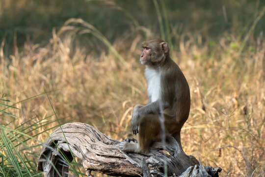 Rhesus macaque young portrait sitting on a wood piece in an Indian park. Human eyes and pose, side view profile