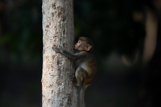 Baby macaque hugging a tree. The rhesus macaque (Macaca mulatta), is a species of Old World monkey in the Macaca genus