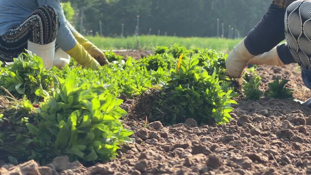 Farmers place basil seedlings into loose garden soil across prepared beds arranged in structured rows inside a cultivated outdoor growing area. Horticulture.