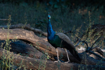 Fototapeta premium Indian peafowl looking in front, also known as the common peafowl, or blue peafowl, is a species of peafowl native to the Indian subcontinent