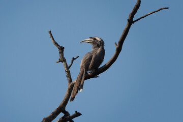 Indian grey hornbill posing on a tree branch in an Indian forest. Profile side view from below, blue sky background, it is one of the few hornbill species found in urban areas © Riccardo Rolfini
