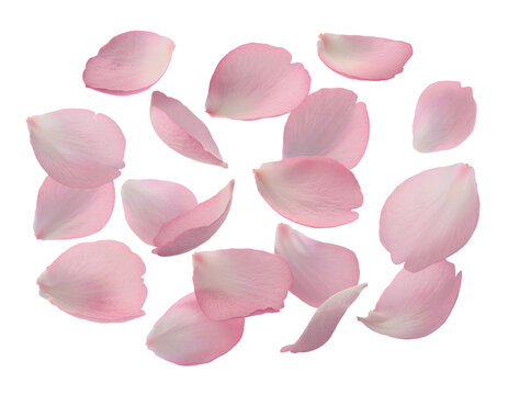 pink rose petals background cherry blossom   Isolated on Transparent Background PNG