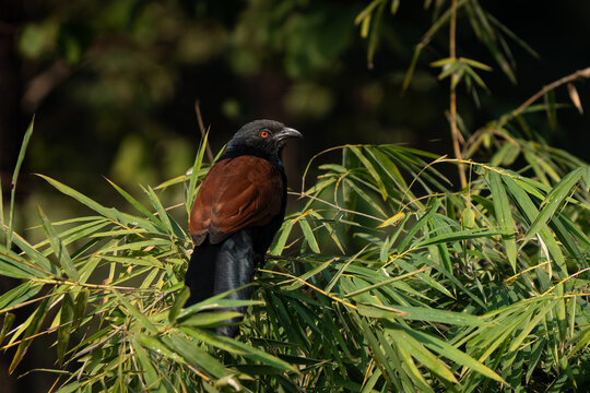 Greater coucal portrait posing through the vegetation in Indian jungle. Horizontal frame and red eyes