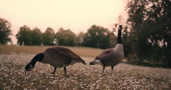 Branta canadensis. several geese and ducks walk in park among blooming flowers in spring in Europe Germany. wild birds close up in nature. environmental protection protected area zone. ornithology