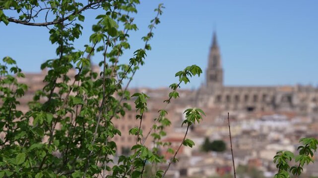 Scenic view of the beautiful medieval city of Toledo with the cathedral blurred in the background and a fresh green plant in the foreground