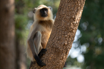 Fototapeta premium Northern plains gray langur portrait climbing a tree in the ground, golden hour light. Typical inhabitants of Indian jungles 