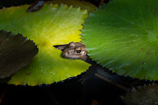 Bullfrog hidden between lotus leaves. Hoplobatrachus crassus, also called Jerdon's bullfrog, Jerdon's bull frog, and South Indian bullfrog, is a species of frog found widely distributed in India