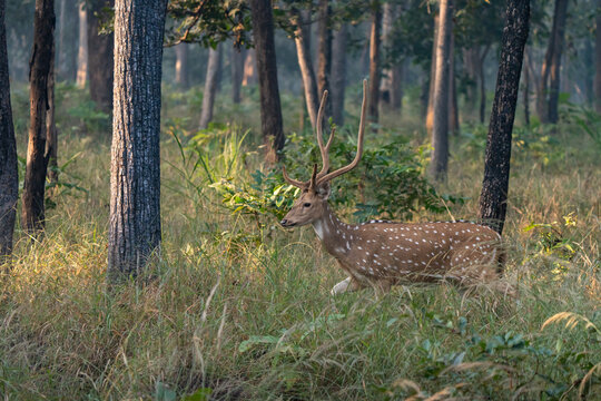 The antler of chital, also called spotted deer and axis deer, is a deer species native to the Indian subcontinent