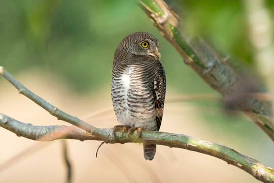 Jungle owlet profile. The jungle owlet or barred jungle owlet is native to the Indian Subcontinent. The species is often found singly, in pairs or small groups